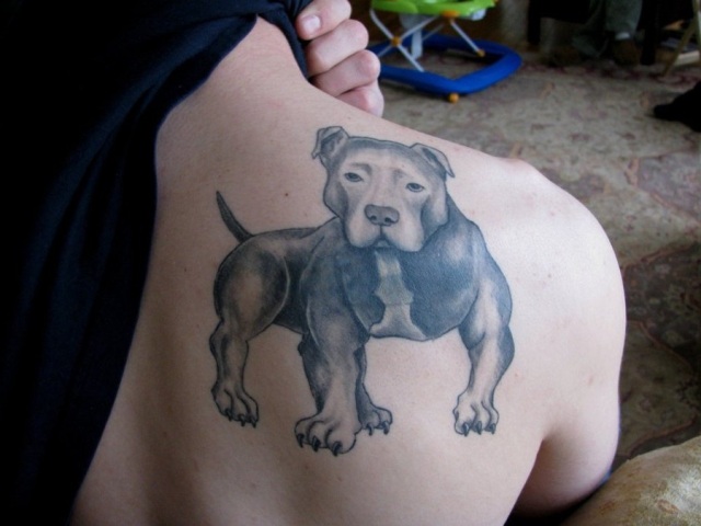 Pitbull tattoo on the shoulder