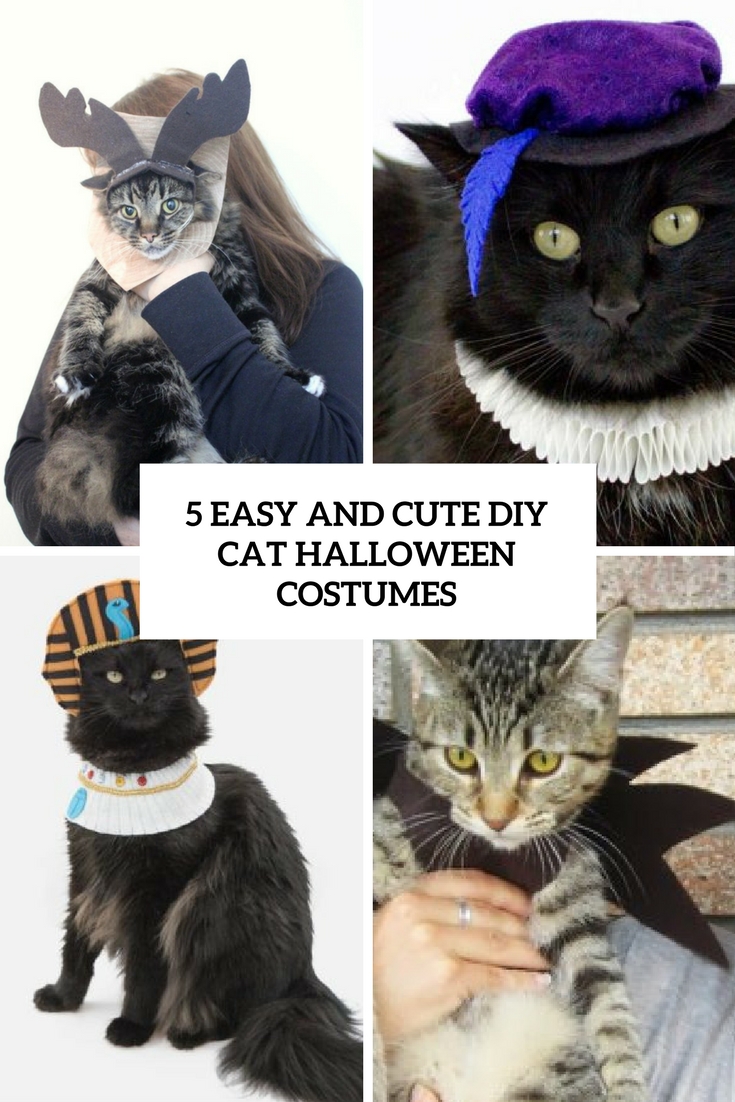 5 Easy And Cute DIY Cat Halloween Costumes