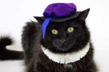 DIY elegant Renaissance costume for a cat