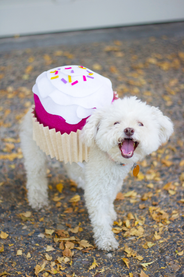 DIY pet Halloween cupcake costume  (via https:)