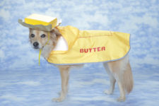 DIY easy butter costume for dogs