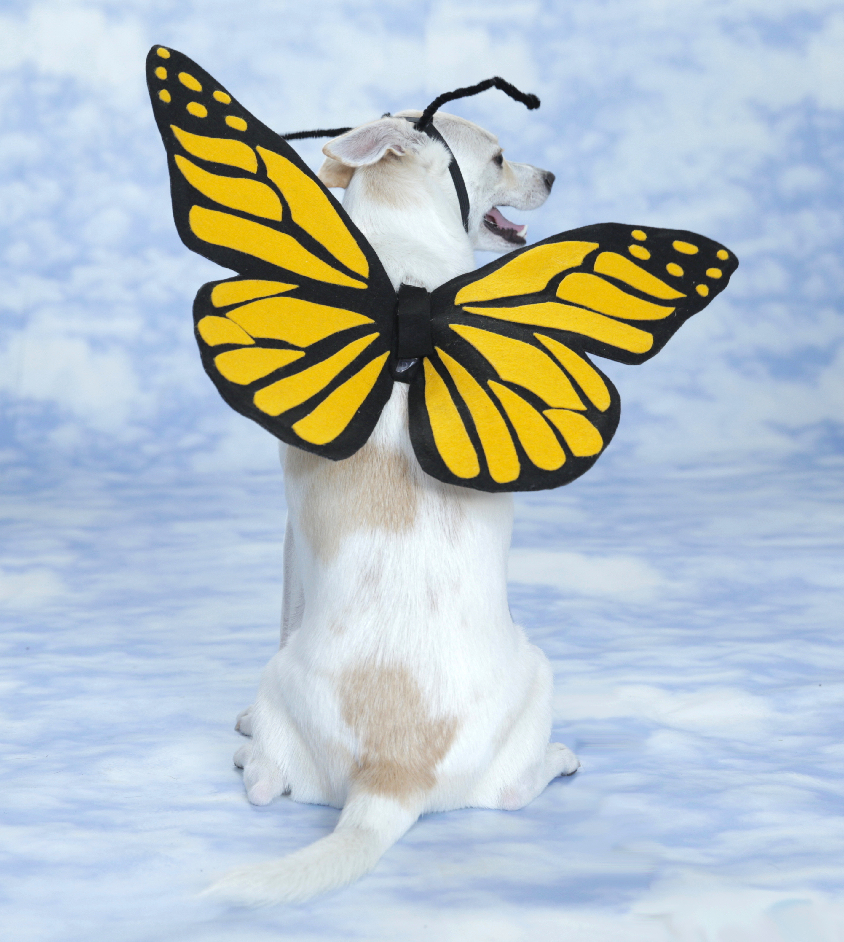 DIY butterfly costume for a dog (via www.apartmenttherapy.com)