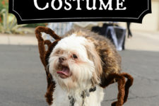 DIY dog spider Halloween costume