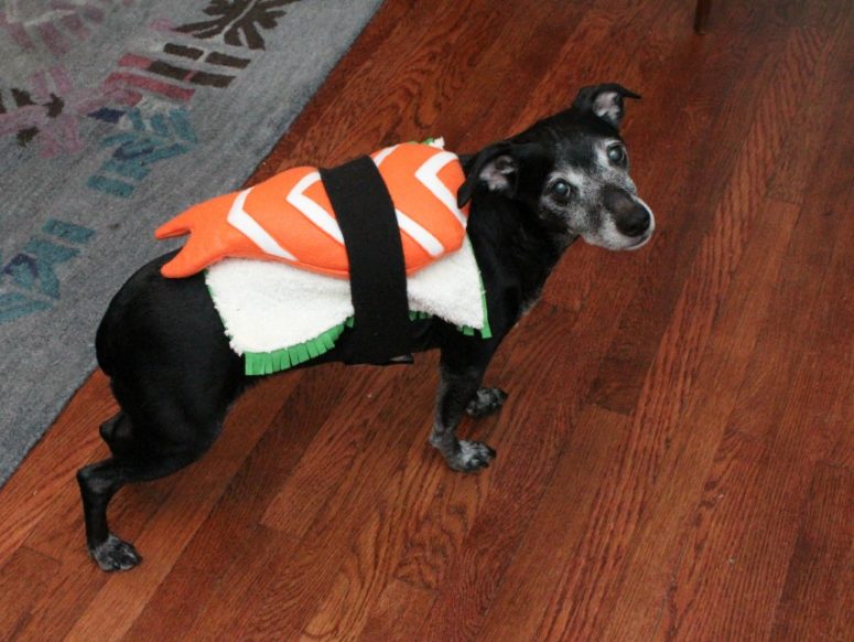 DIY sushi dog costume (via www.eatsleepmake.com)